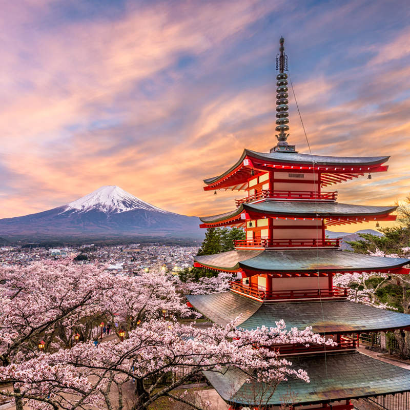 Pagoda Chureito con flores de cerezo y el monte Fuji al fondo al atardecer, un ícono de los viajes a Japón en primavera